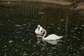 A pair of swans in the pond. Royalty Free Stock Photo