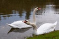 A pair of swans settled on a small reservoir