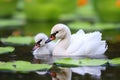 pair of swans shielding baby cygnets near water lilies Royalty Free Stock Photo