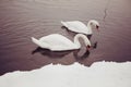 Pair of Swans Royalty Free Stock Photo