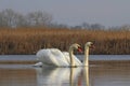 Pair of swans on spring water Royalty Free Stock Photo