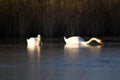 Pair of swans swimming in lake Royalty Free Stock Photo