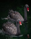 Pair of Swans Swimming in a Lake Royalty Free Stock Photo