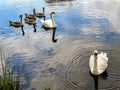 A pair of swans swimming on a pond with their young Royalty Free Stock Photo