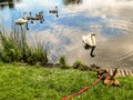 A pair of swans swimming on a pond with their young Royalty Free Stock Photo