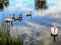 A pair of swans swimming on a pond with their young Royalty Free Stock Photo