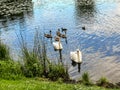 A pair of swans swimming on a pond with their young Royalty Free Stock Photo