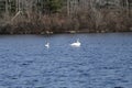 pair of swans wading along the pond, Early spring in New England Auburn Massachusetts Royalty Free Stock Photo