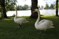 A pair of swans walking on the grass in a Park in the city of Lahti. Finland Royalty Free Stock Photo