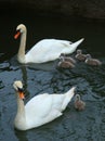 A pair of swans with young Royalty Free Stock Photo