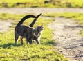 Pair of loving cat walking on the bright green meadow in Sunny s Royalty Free Stock Photo