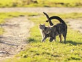 Pair of sweet loving cat walking on the bright green meadow in S Royalty Free Stock Photo