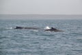 Pair of swimming Humpback whale (Megaptera novaeangliae) with Nova Scotia coastline on the horizon