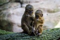 A Pair of Talapoin Monkeys Royalty Free Stock Photo
