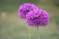 Alliums Royalty Free Stock Photo