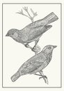 Pair of the tanager birds on the branch monochrome postcard. Vintage fauna art. Hand drawn illustration