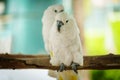 pair of Tanimbar Corella (Cacatua goffiniana) also known as the Goffin\'s cockatoo on wood tree branch Royalty Free Stock Photo