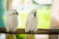 pair of Tanimbar Corella (Cacatua goffiniana) also known as the Goffin\'s cockatoo on wood tree branch Royalty Free Stock Photo