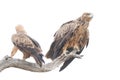 Pair of Tawny eagles in dead tree, Kruger Park