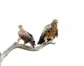 Pair of Tawny Eagles in dead tree