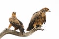 Pair of Tawny Eagles in dead tree