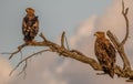 Pair of tawny eagles isolated in the Kruger