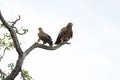 Pair of Tawny eagles, Kruger National Park