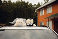 A pair of teddy bears, dressed as the bride and groom, sit on the roof of a festive car Royalty Free Stock Photo