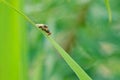 tephritidae fly Royalty Free Stock Photo