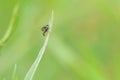 tephritidae fly Royalty Free Stock Photo