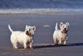 Pair of Terriers