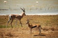 Pair of Thomson's gazelles running on a safari field Royalty Free Stock Photo