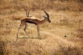 Pair of Thomson's gazelles on a safari field Royalty Free Stock Photo