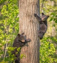 Pair of three month old black bear cubs climbing tree.tif Royalty Free Stock Photo