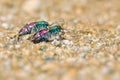 Mating tiger beetle