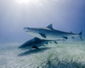 A Pair of Tiger Sharks Pass Under a Sunburst in the Bahamas Royalty Free Stock Photo