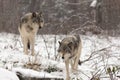 Pair of timber wolves in a winter environment Royalty Free Stock Photo