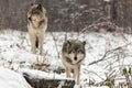 Pair of timber wolves in a winter environment Royalty Free Stock Photo