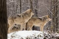 Pair of timber wolves in a winter environment Royalty Free Stock Photo