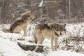 Pair of timber wolves in a winter environment