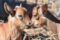 a pair of tiny goats nuzzling heads and snuggling together in the sun Royalty Free Stock Photo