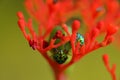 A pair of tiny jewel bug siting on a red flower