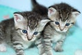 Pair of Tiny Striped Kittens Royalty Free Stock Photo