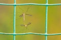 Tipulidae mosquito Royalty Free Stock Photo