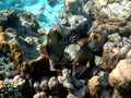 Pair of titan triggerfish in special artistic motion in picturesque corals scenery in Indian Ocean