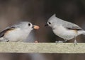 Pair Of Titmice With A Peanut