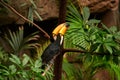 Pair of Toco Toucan Ramphastos toco, piciform bird of the Ramphastidae family Royalty Free Stock Photo