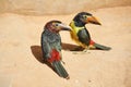 Pair of toucan chicks Royalty Free Stock Photo