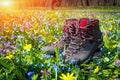 Pair of tourist boots on spring meadow