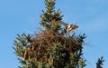 Kestrels fly over your eyrie for hunting in Hamburg, Germany